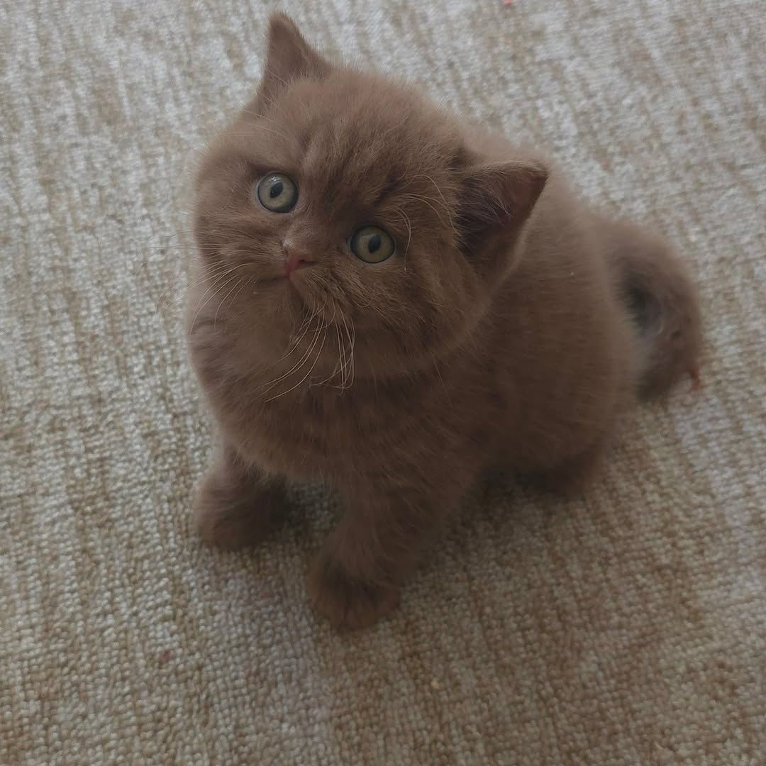 British Longhair kitten