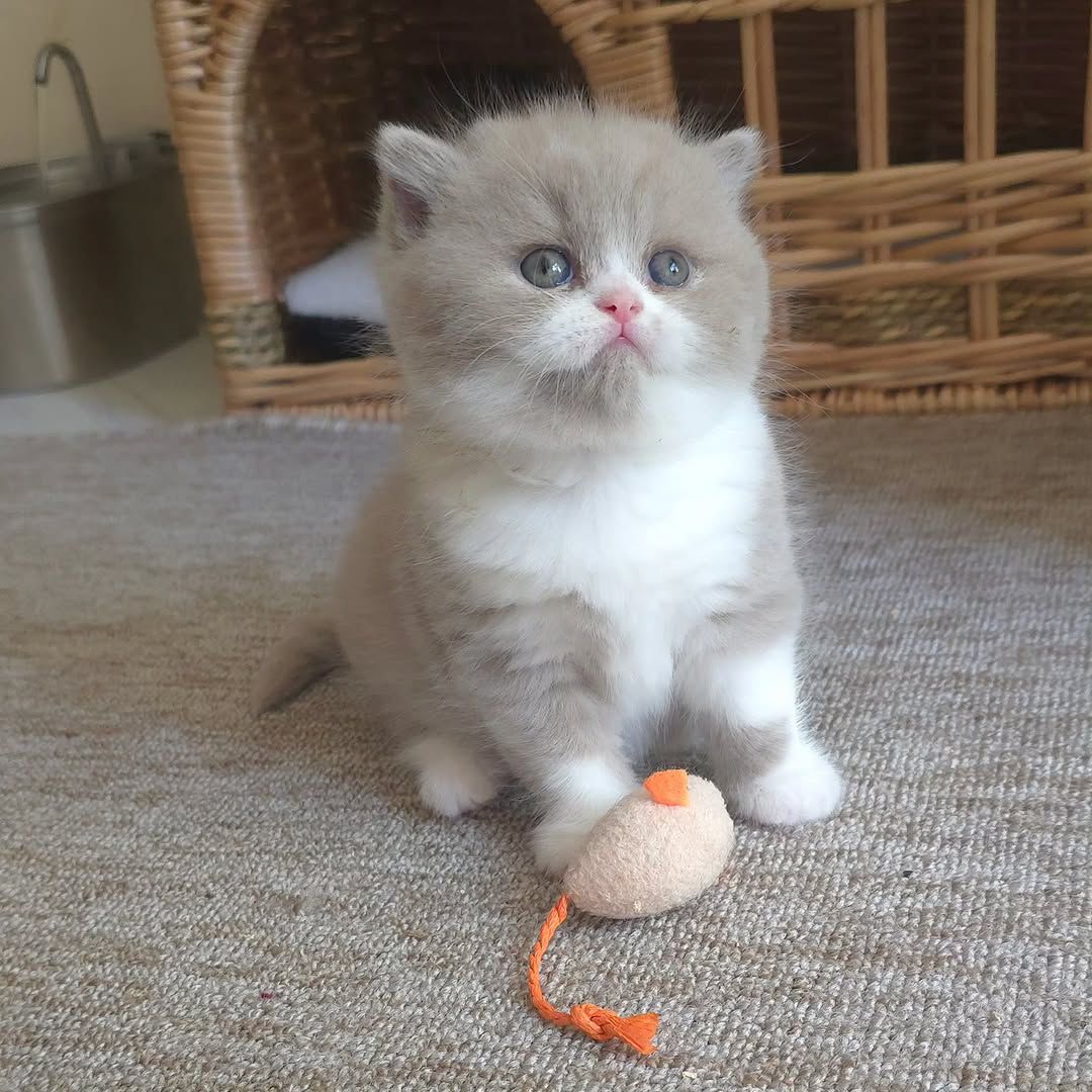 British Longhair kitten