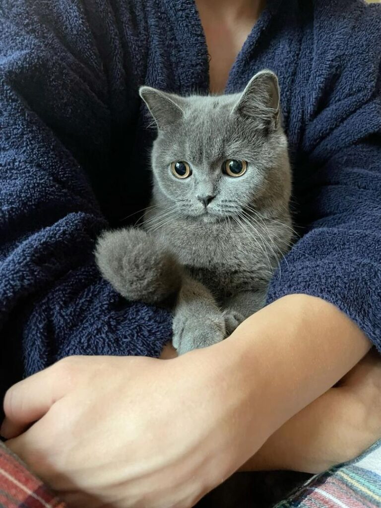 Royal British Shorthair testimonial img