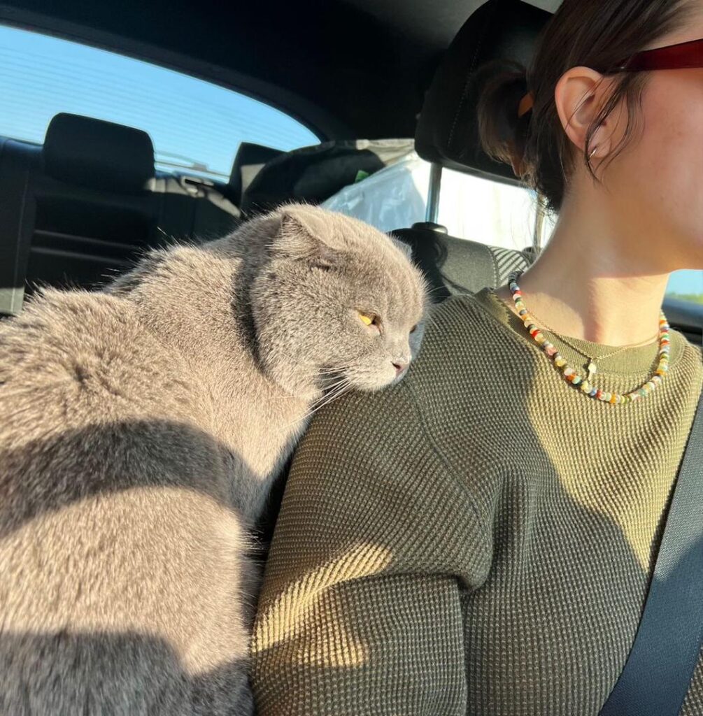 Royal British Shorthair testimonial img