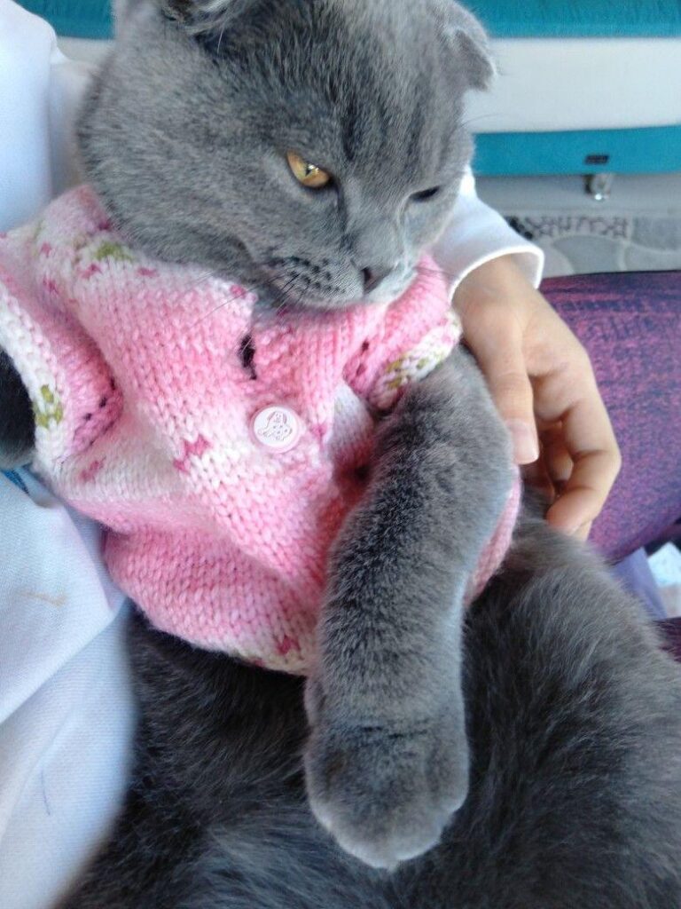 Royal British Shorthair testimonial img