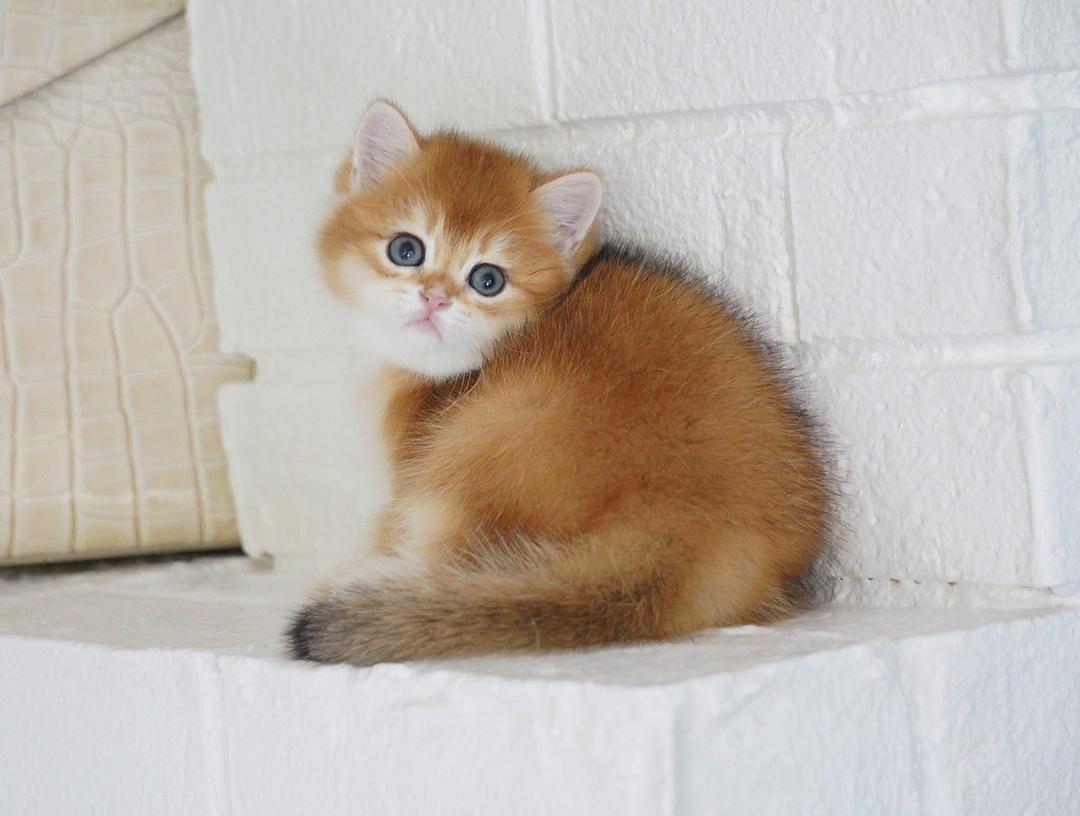 Princess_British_shorthair