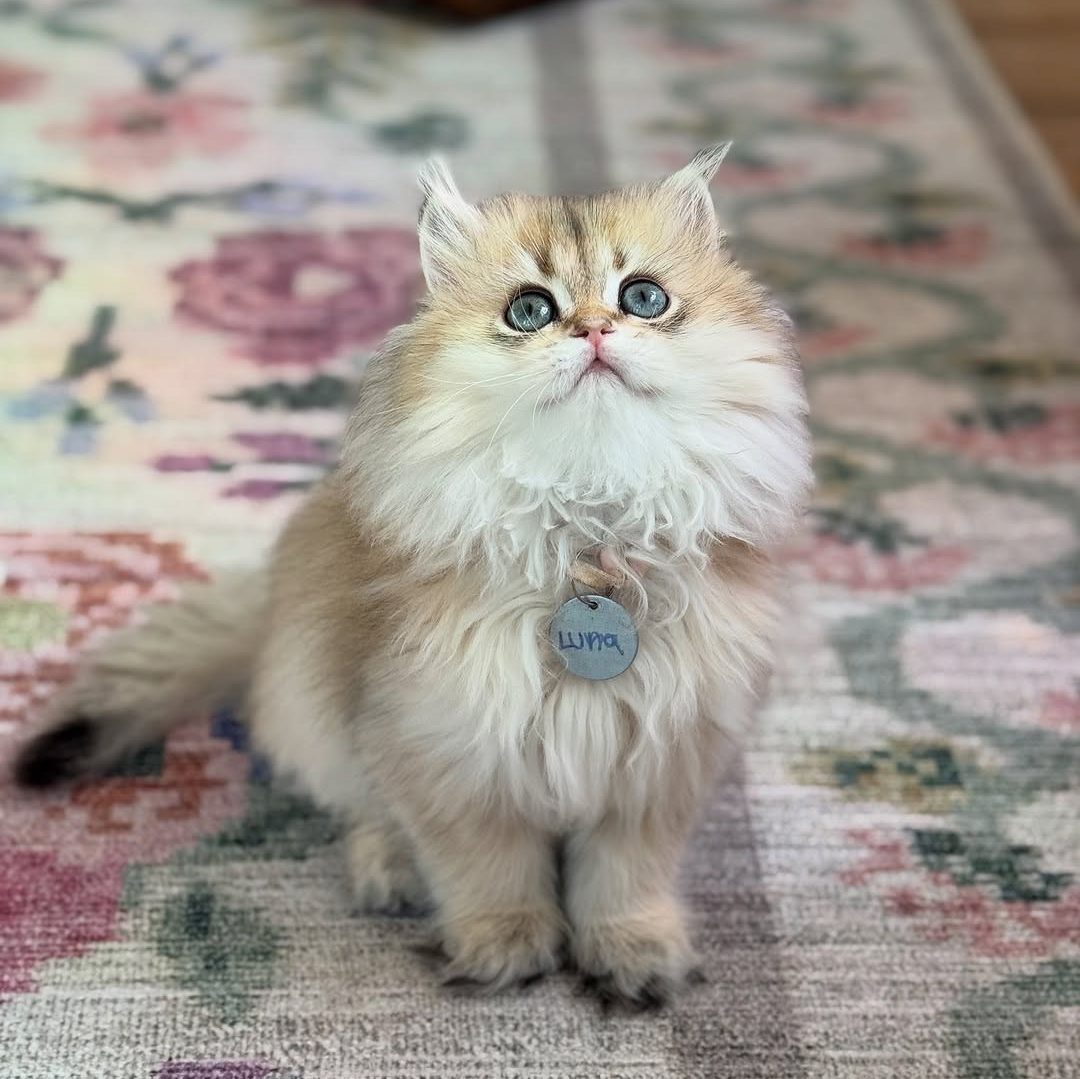 British Longhair kitten