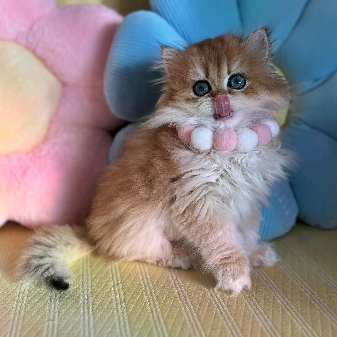 British Longhair kitten