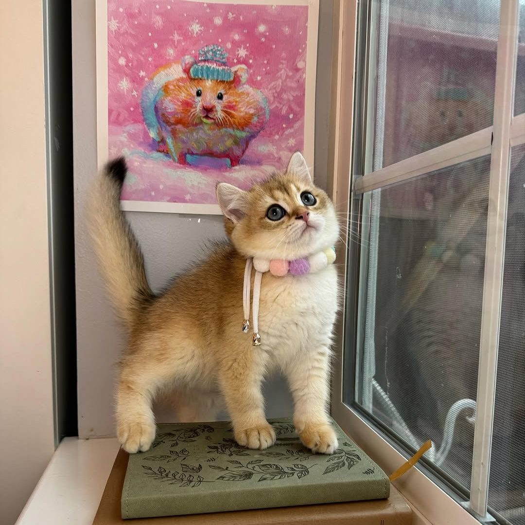 British Longhair kitten