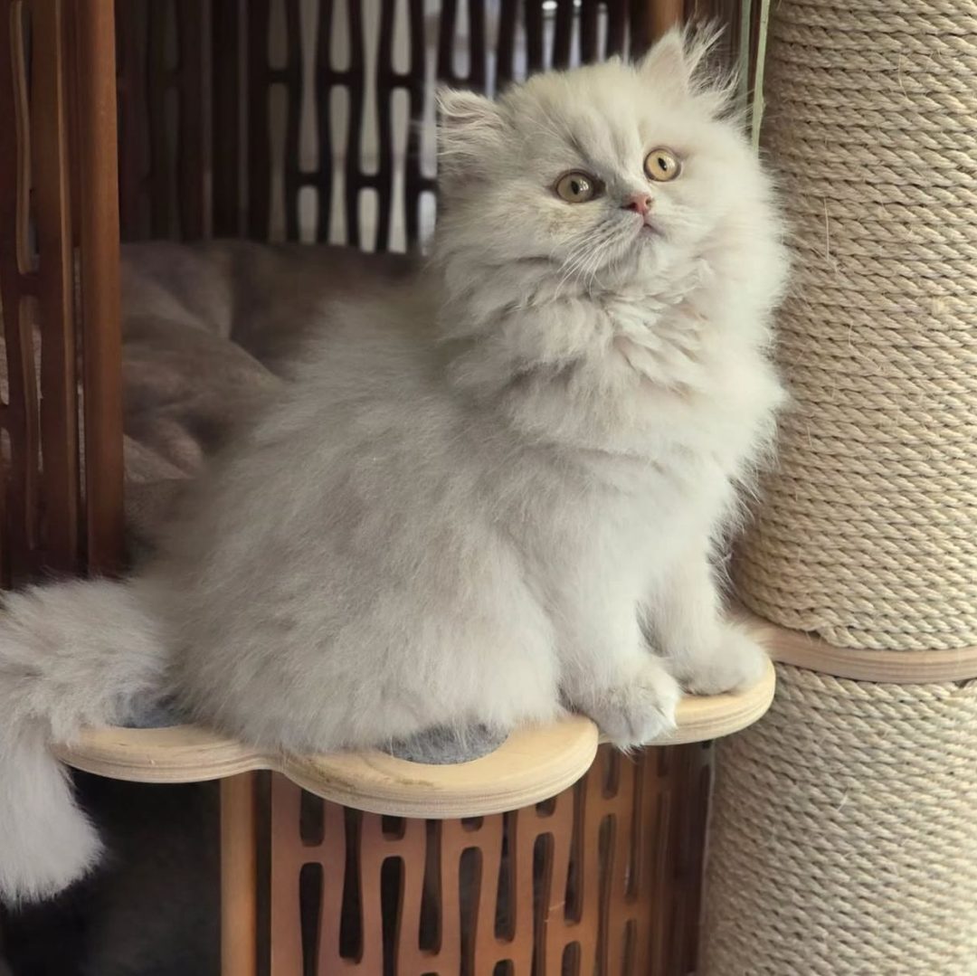 British Longhair kitten