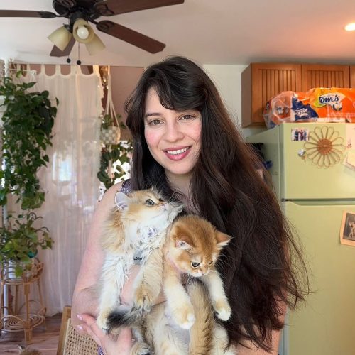 Royal British Shorthair home page