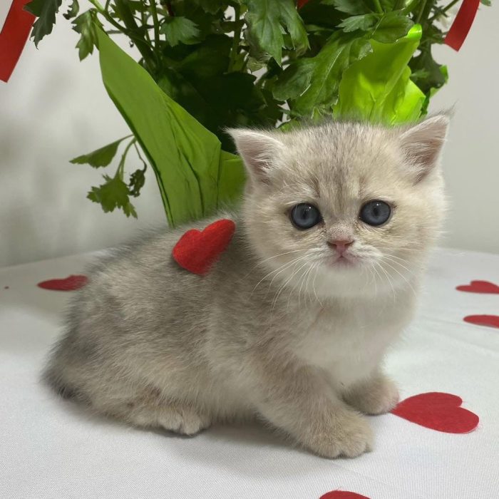 Prince_British_shorthair