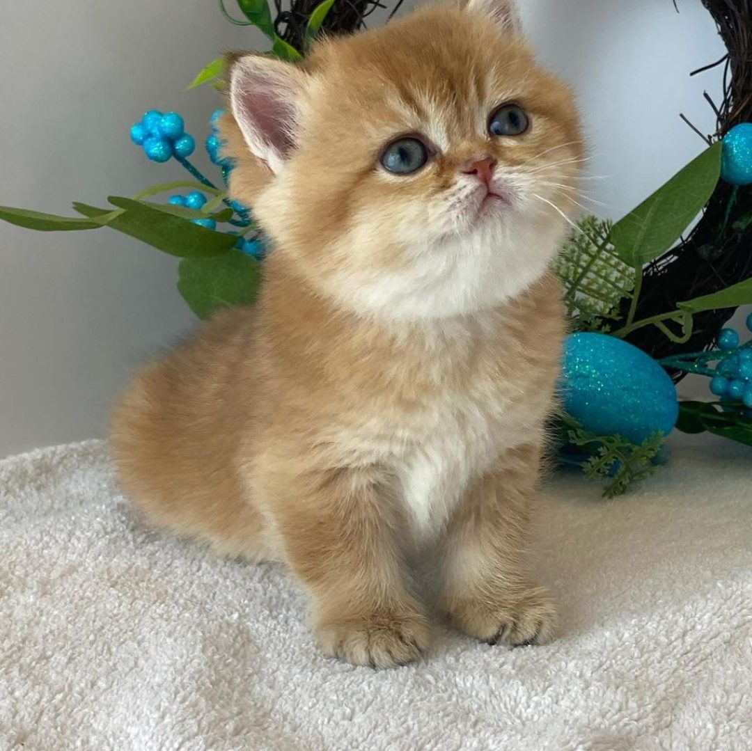 Teddy_British_shorthair