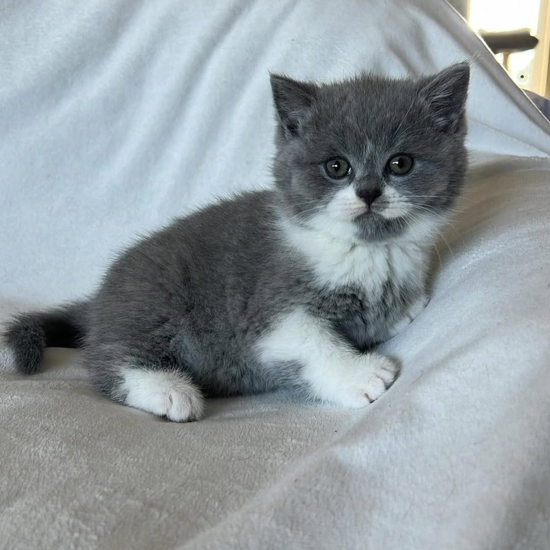 Luna_British_shorthair