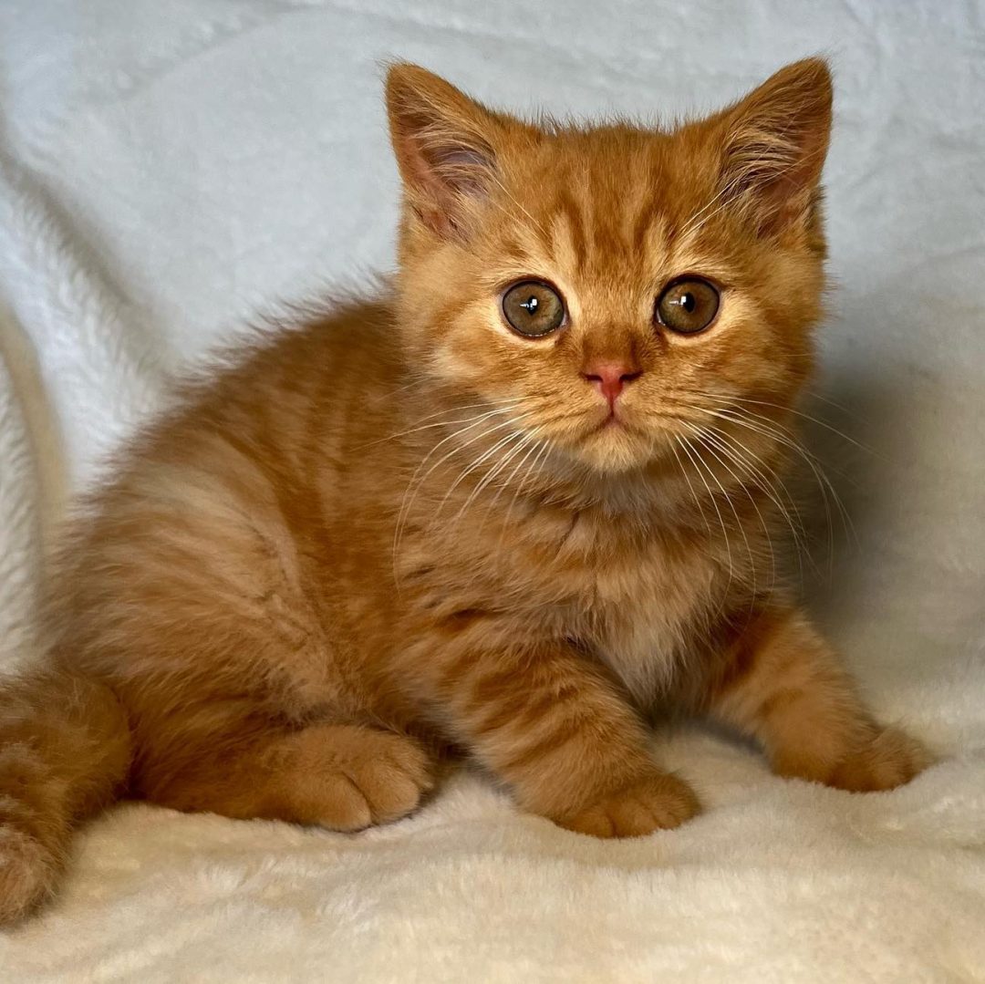 Teddy_British_shorthair