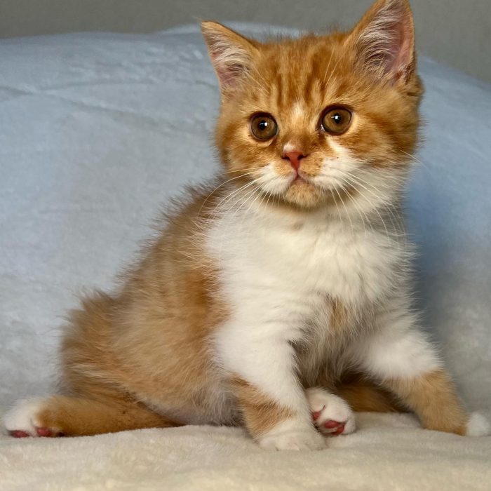 Prince_British_shorthair